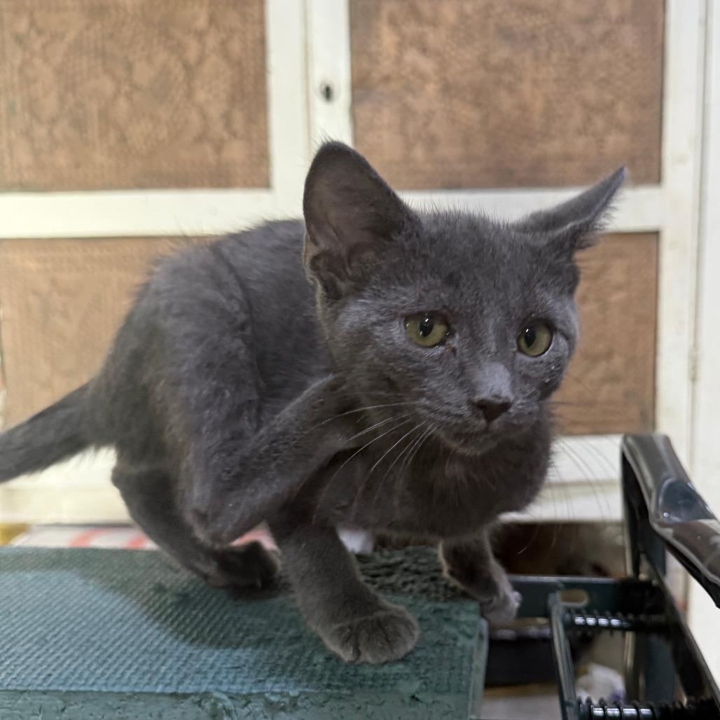 Enlarge Peeky, a Adoptable American Shorthair in Glenelg, MD image 1/4