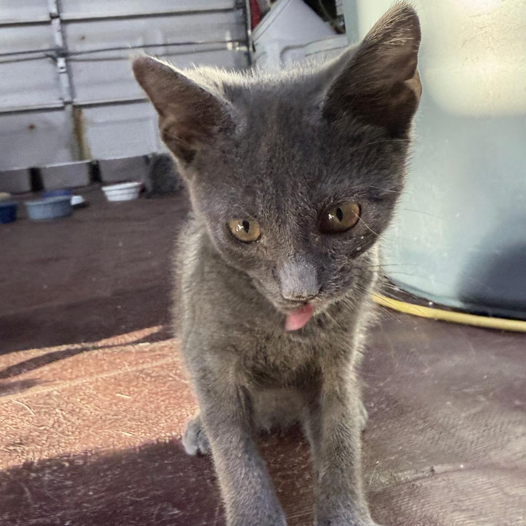 Enlarge Peeky, a Adoptable American Shorthair in Glenelg, MD image 2/4