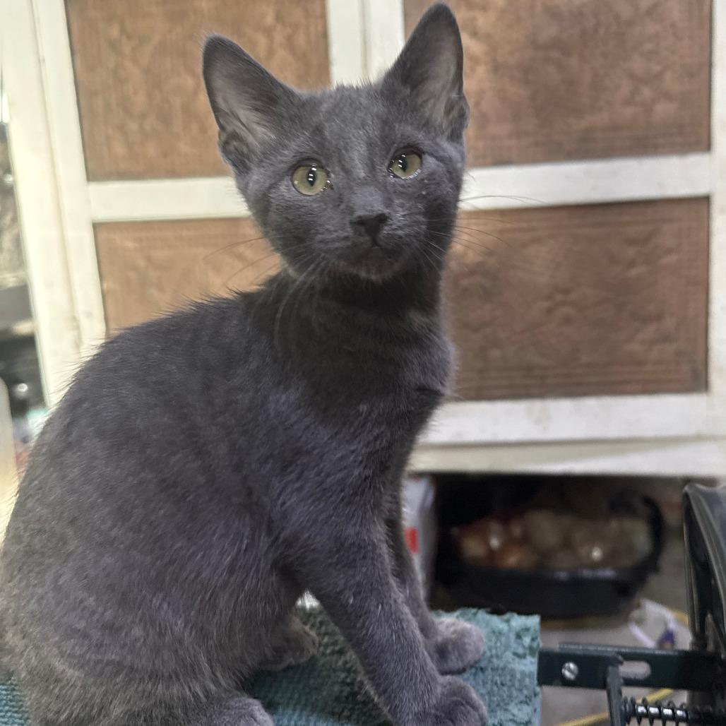 Enlarge Peeky, a Adoptable American Shorthair in Glenelg, MD image 3/4