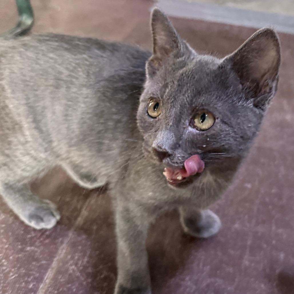 Enlarge Peeky, a Adoptable American Shorthair in Glenelg, MD image 4/4