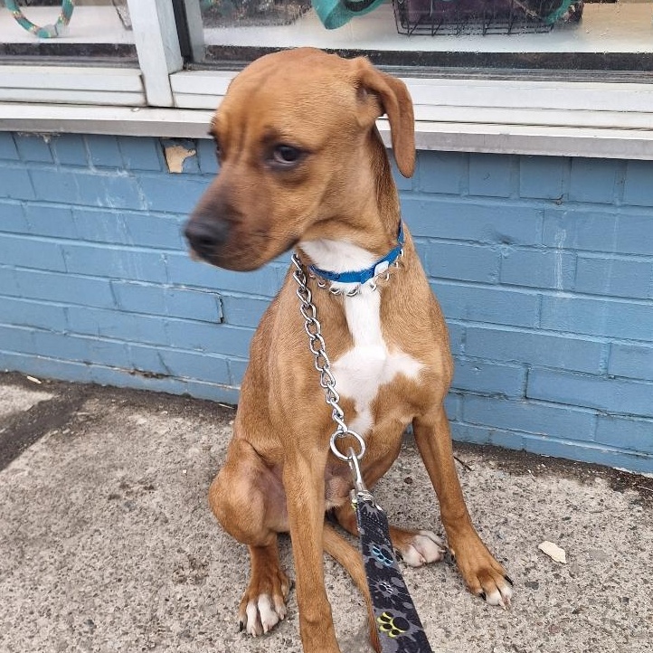 Capone, Adoptable, Young Male Hound.