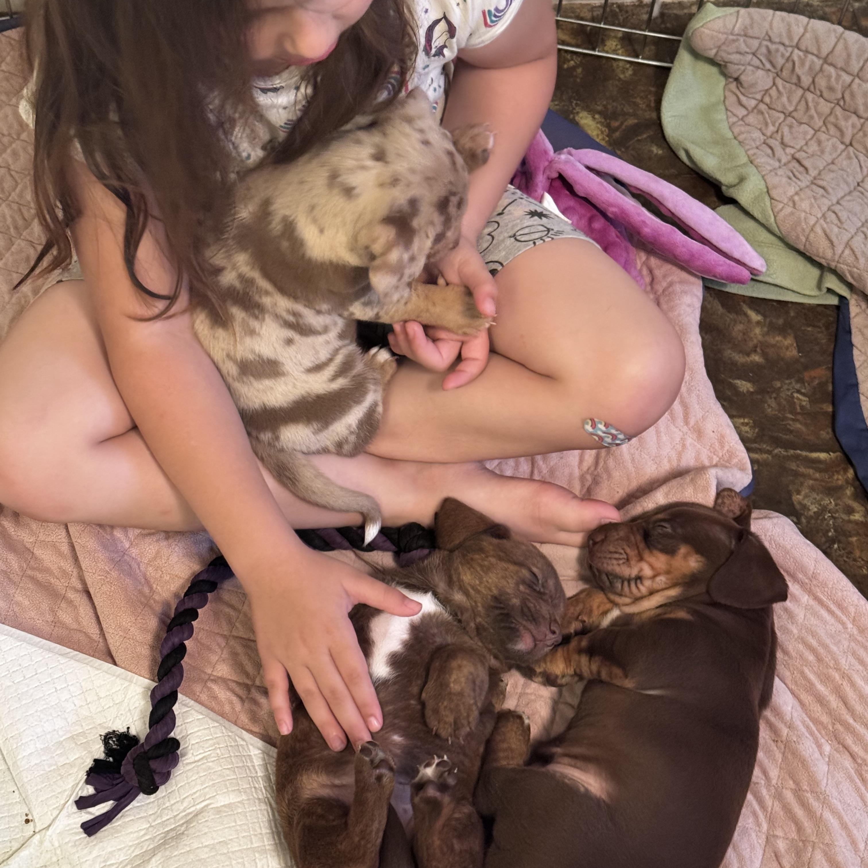 Enlarge Rosemary, a Adoptable mixed breed in Oakland, CA image 3/5