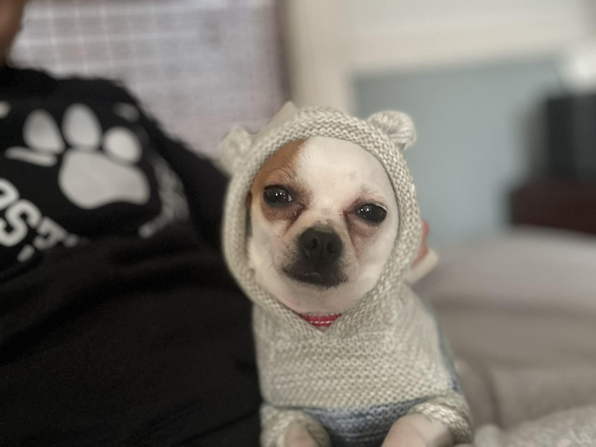 Chico, Adoptable, Adult Male Chihuahua.