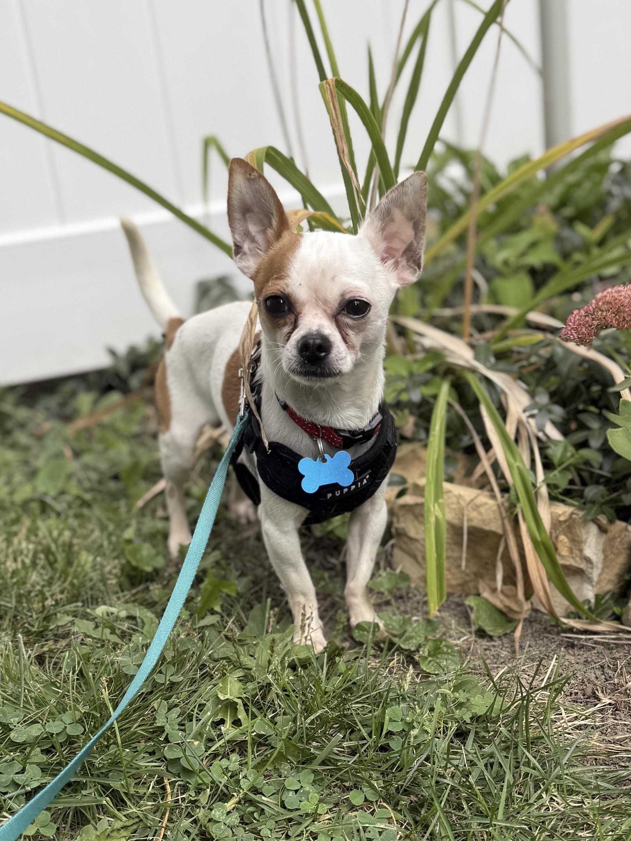 Chico, a Adoptable mixed breed in Lockport, IL image 2/6