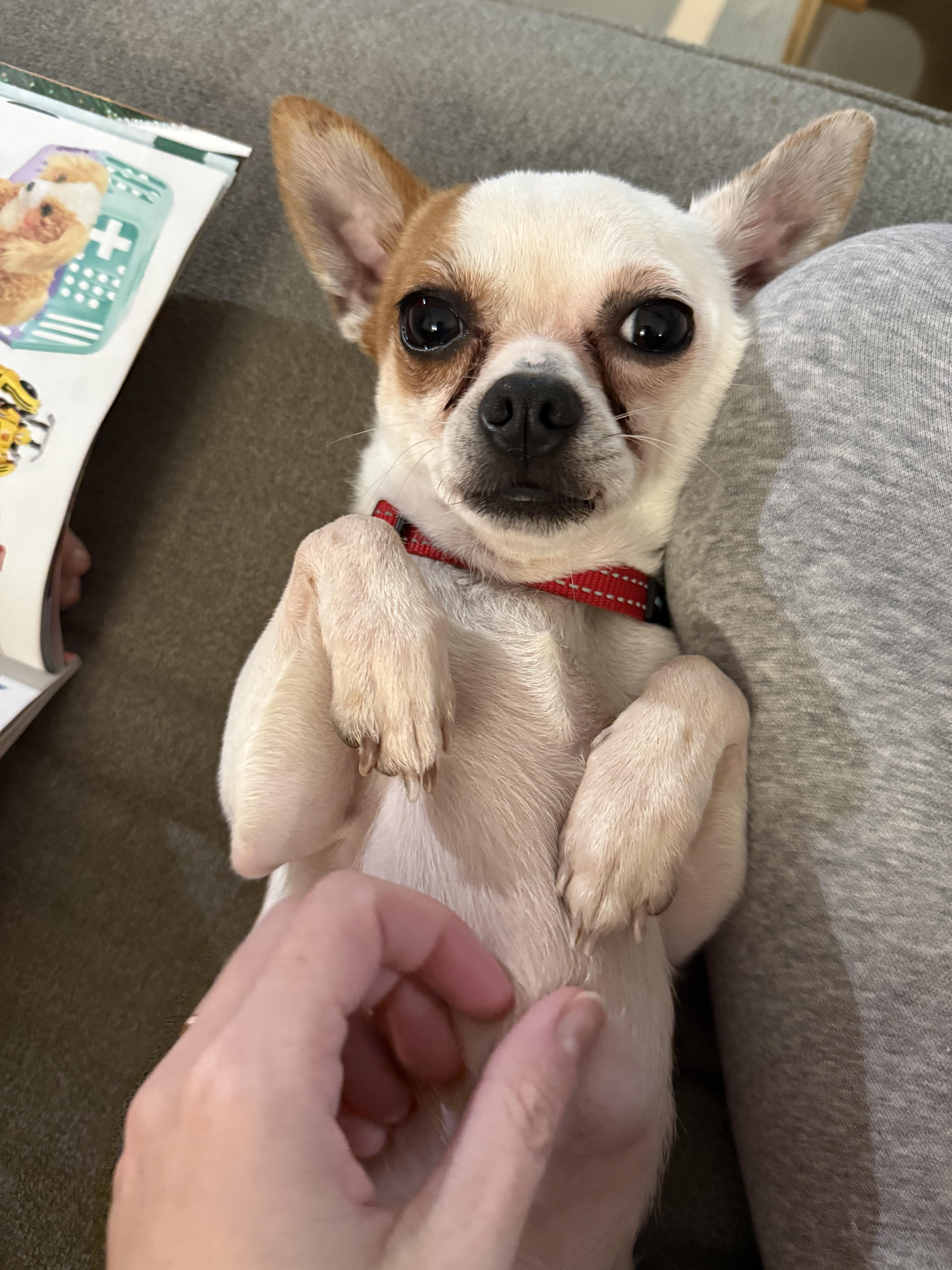 Chico, a Adoptable mixed breed in Lockport, IL image 3/6