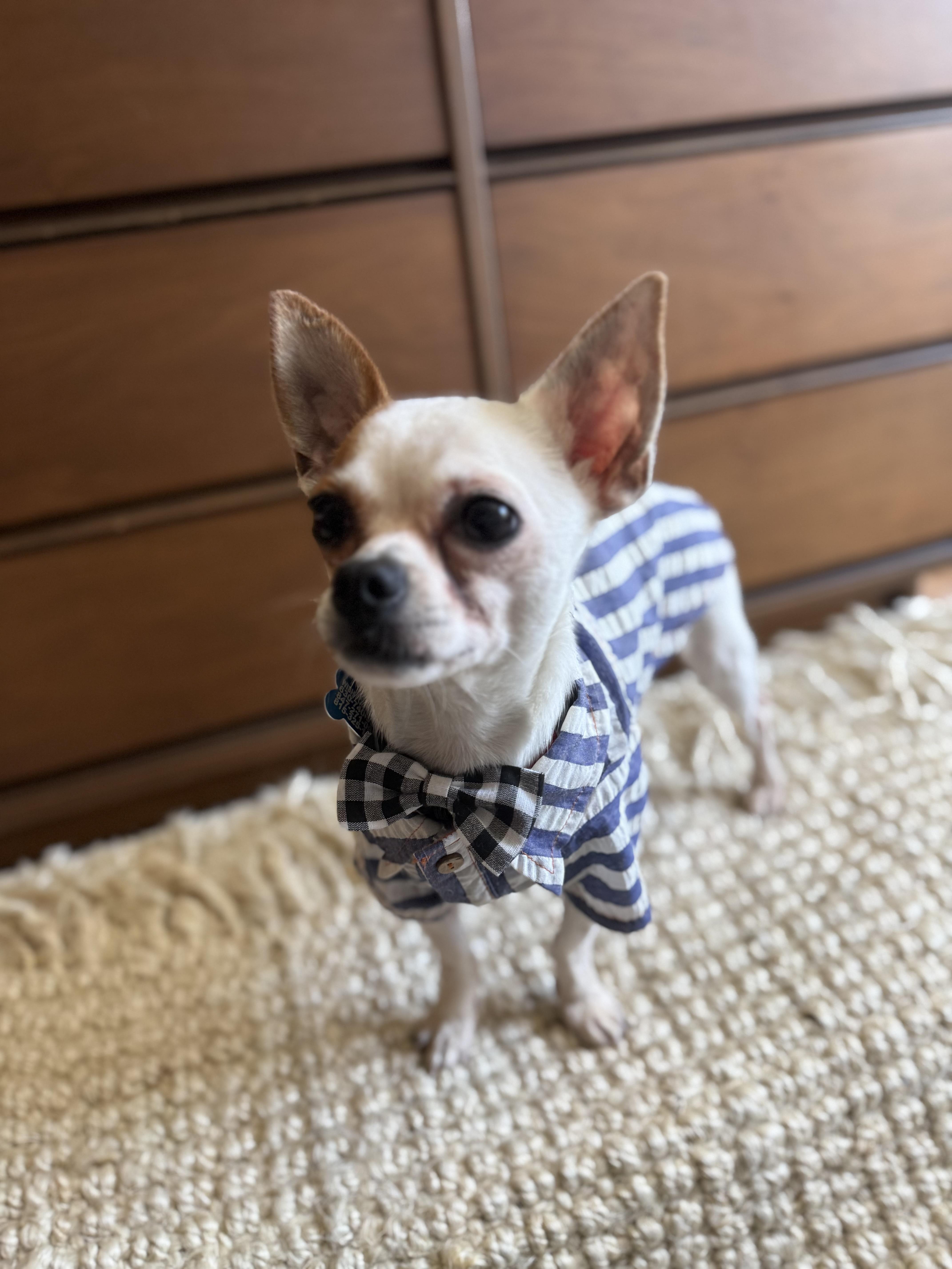 Chico, a Adoptable mixed breed in Lockport, IL image 4/6