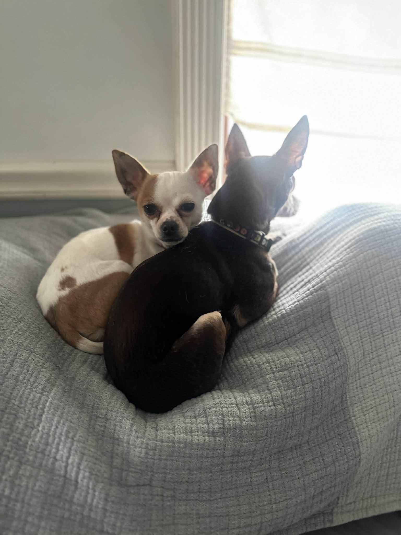 Chico, a Adoptable mixed breed in Lockport, IL image 5/6