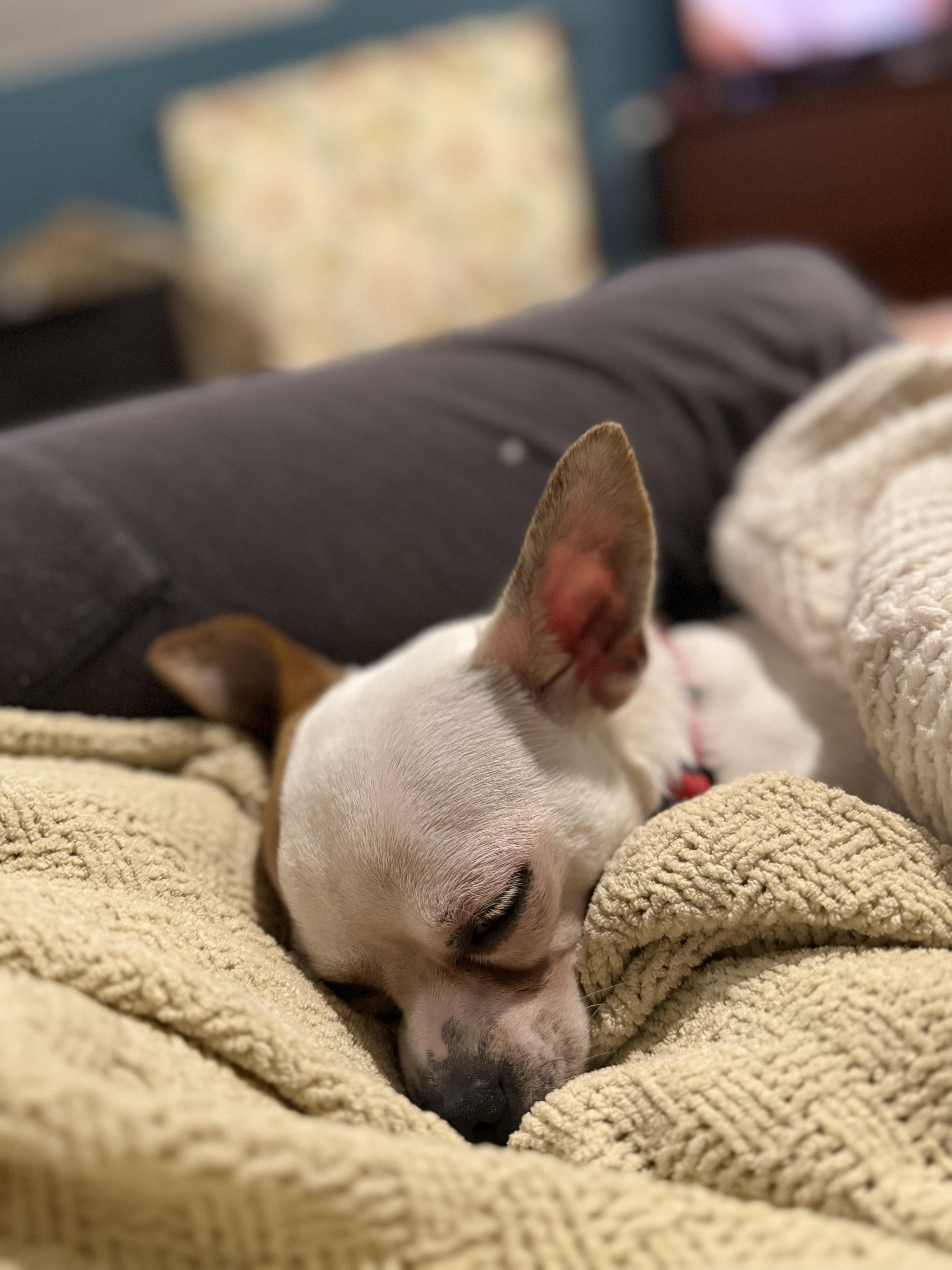 Chico, a Adoptable mixed breed in Lockport, IL image 6/6