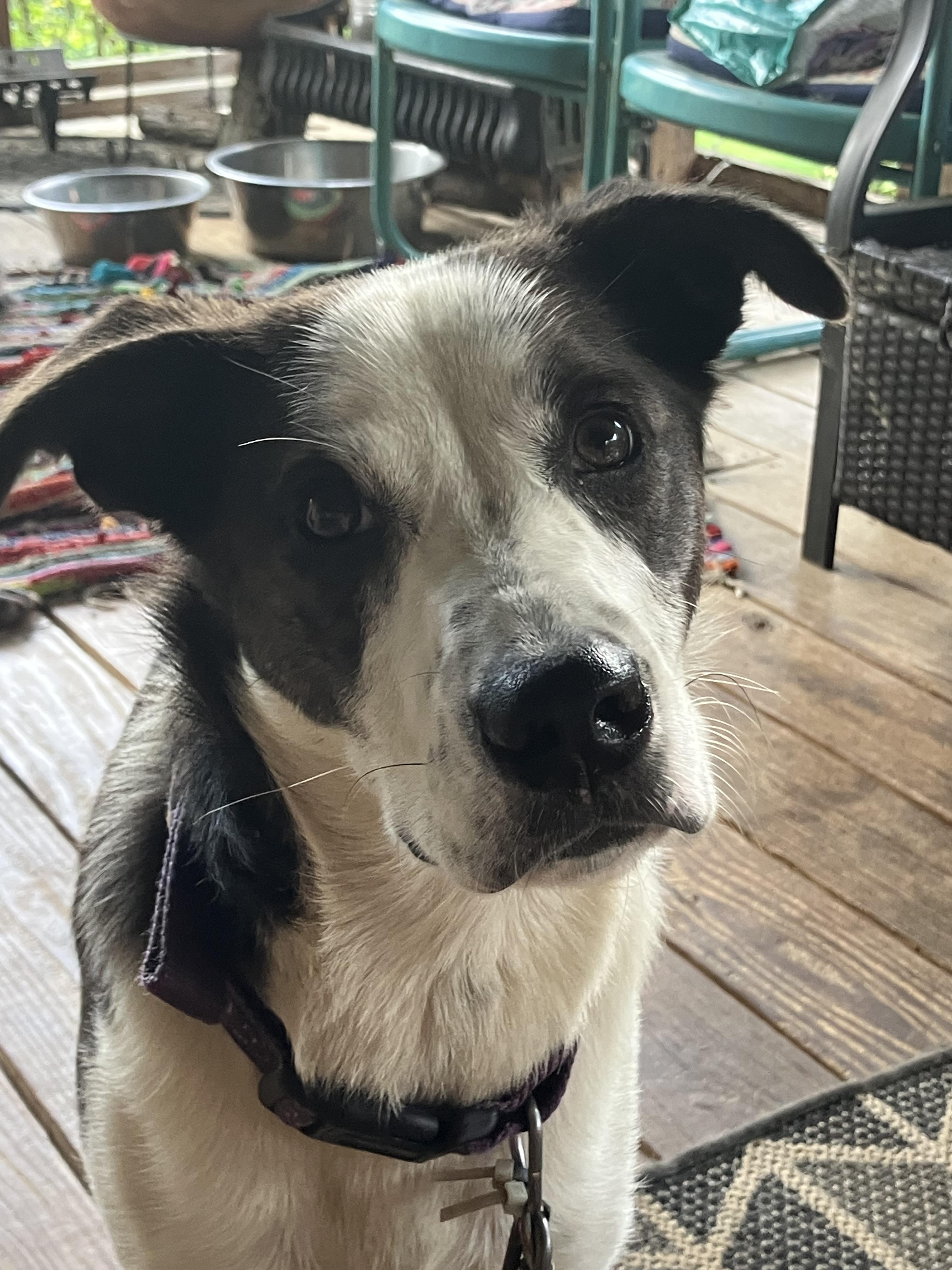 Cookie, adopted, Young Female Australian Shepherd.