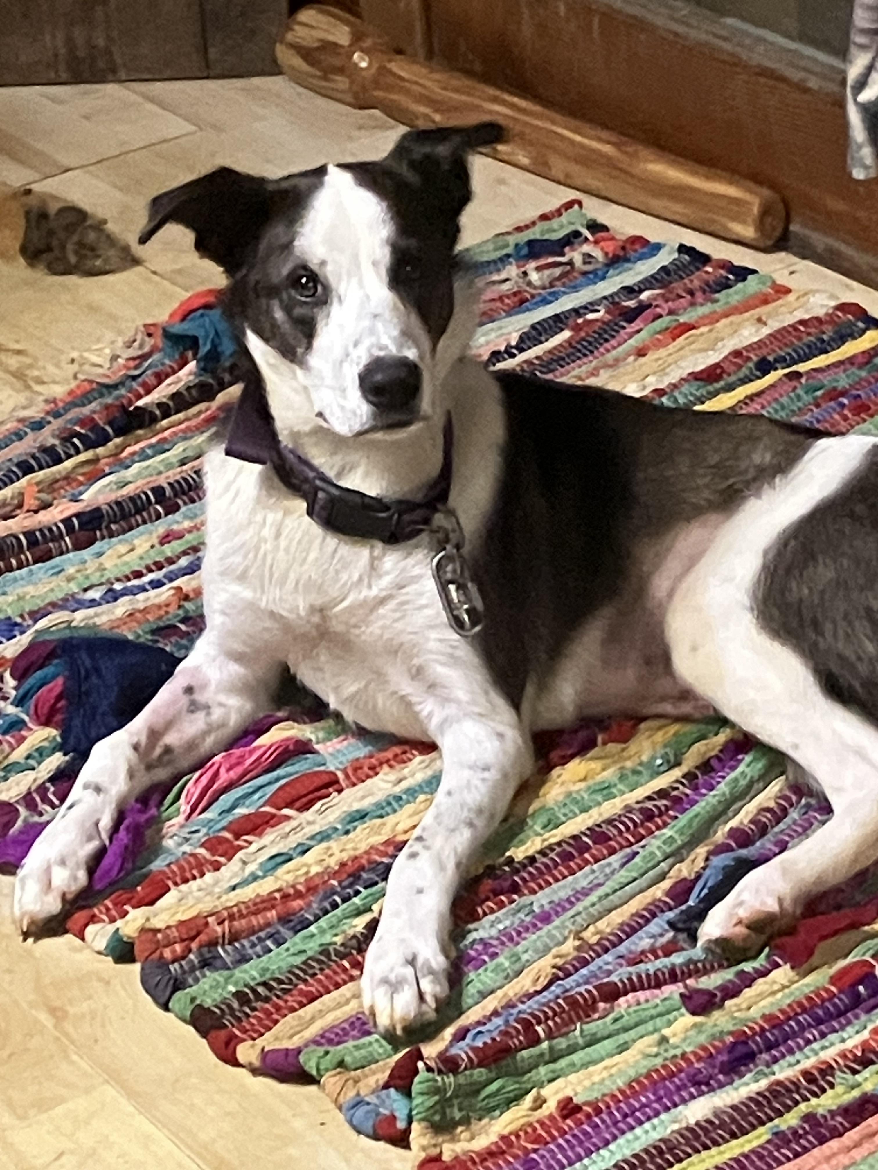 Enlarge Cookie, an adopted mixed breed in Greeneville, TN image 2/4