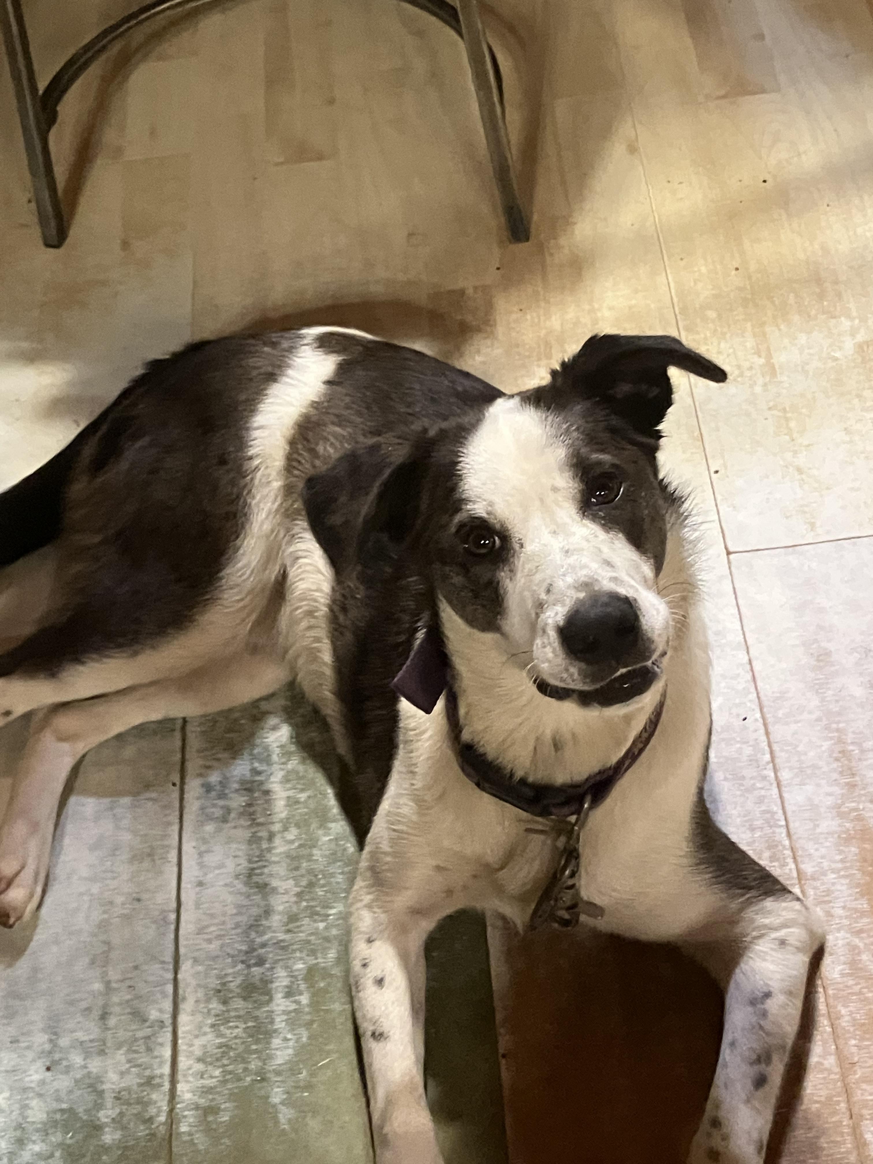 Enlarge Cookie, an adopted mixed breed in Greeneville, TN image 3/4
