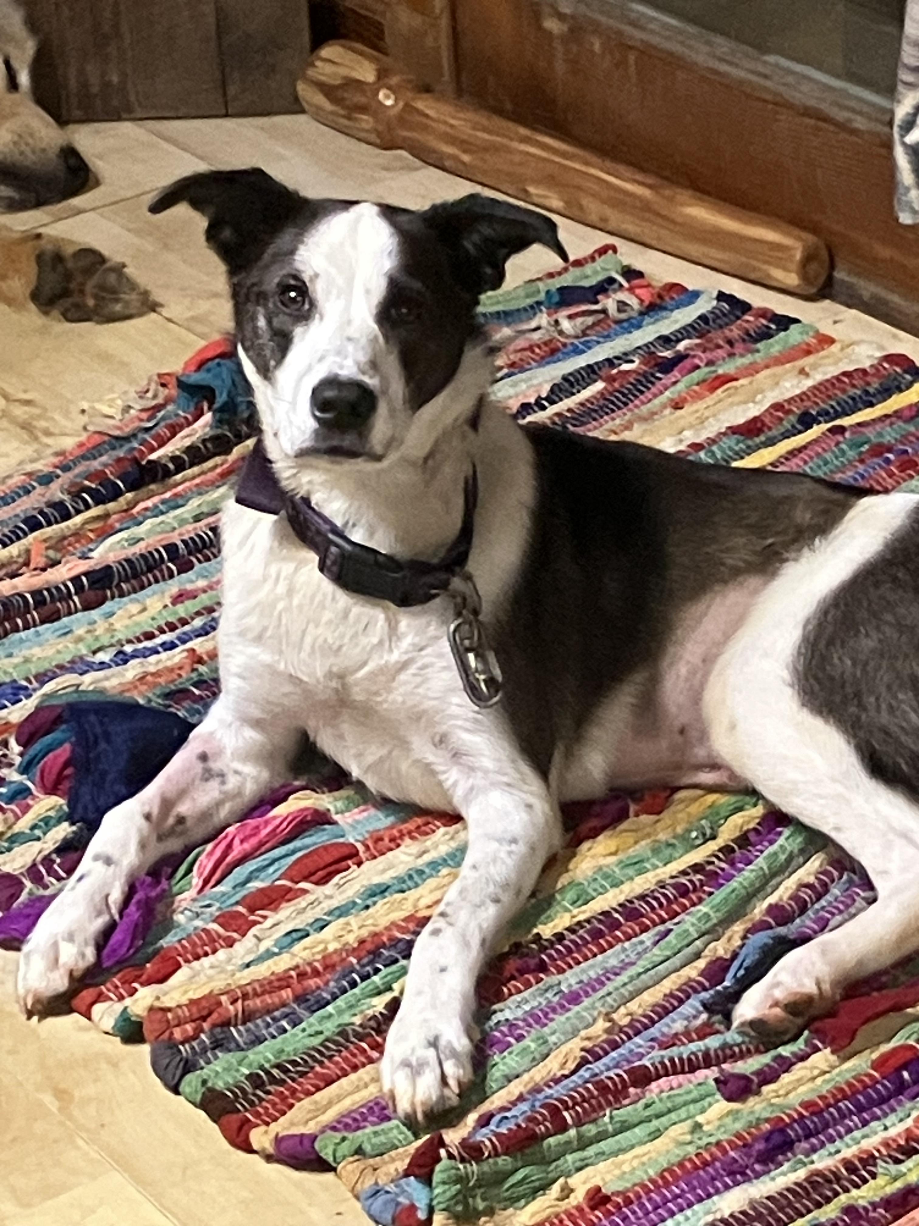 Enlarge Cookie, an adopted mixed breed in Greeneville, TN image 4/4