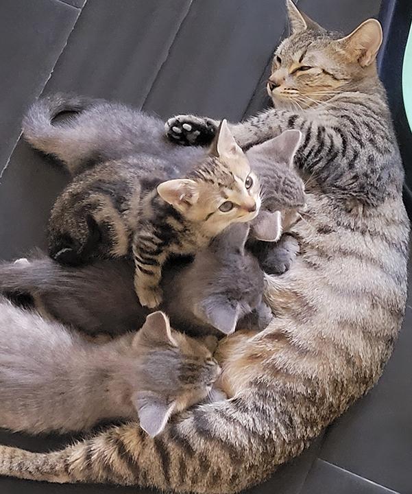 Concord, a Adoptable Domestic Short Hair in San Marcos, CA image 5/5