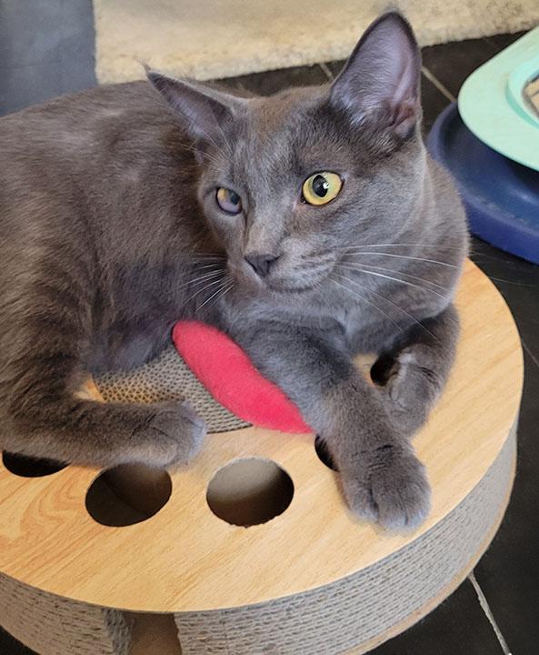 Concord, a Adoptable Domestic Short Hair in San Marcos, CA image 2/5