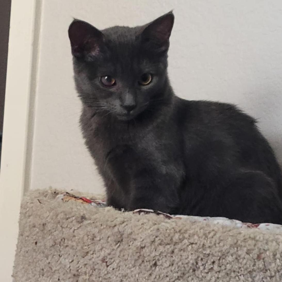 Concord, a Adoptable Domestic Short Hair in San Marcos, CA image 4/5