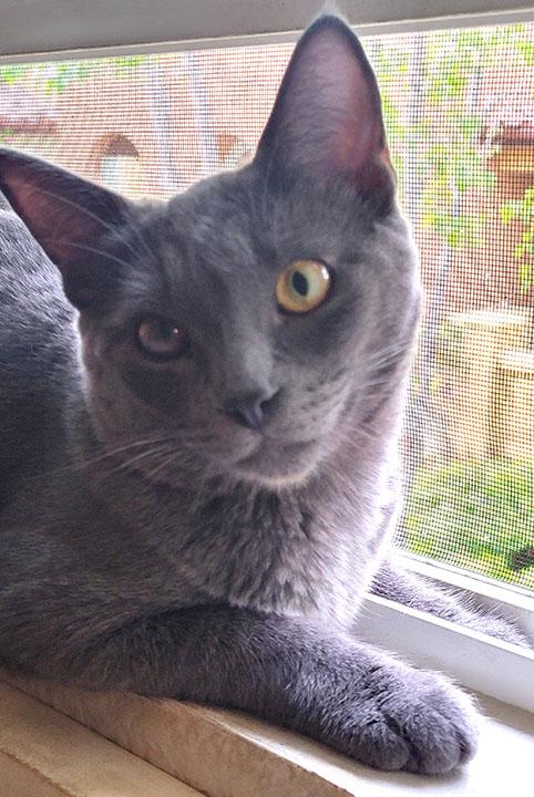 Concord, a Adoptable Domestic Short Hair in San Marcos, CA image 3/5