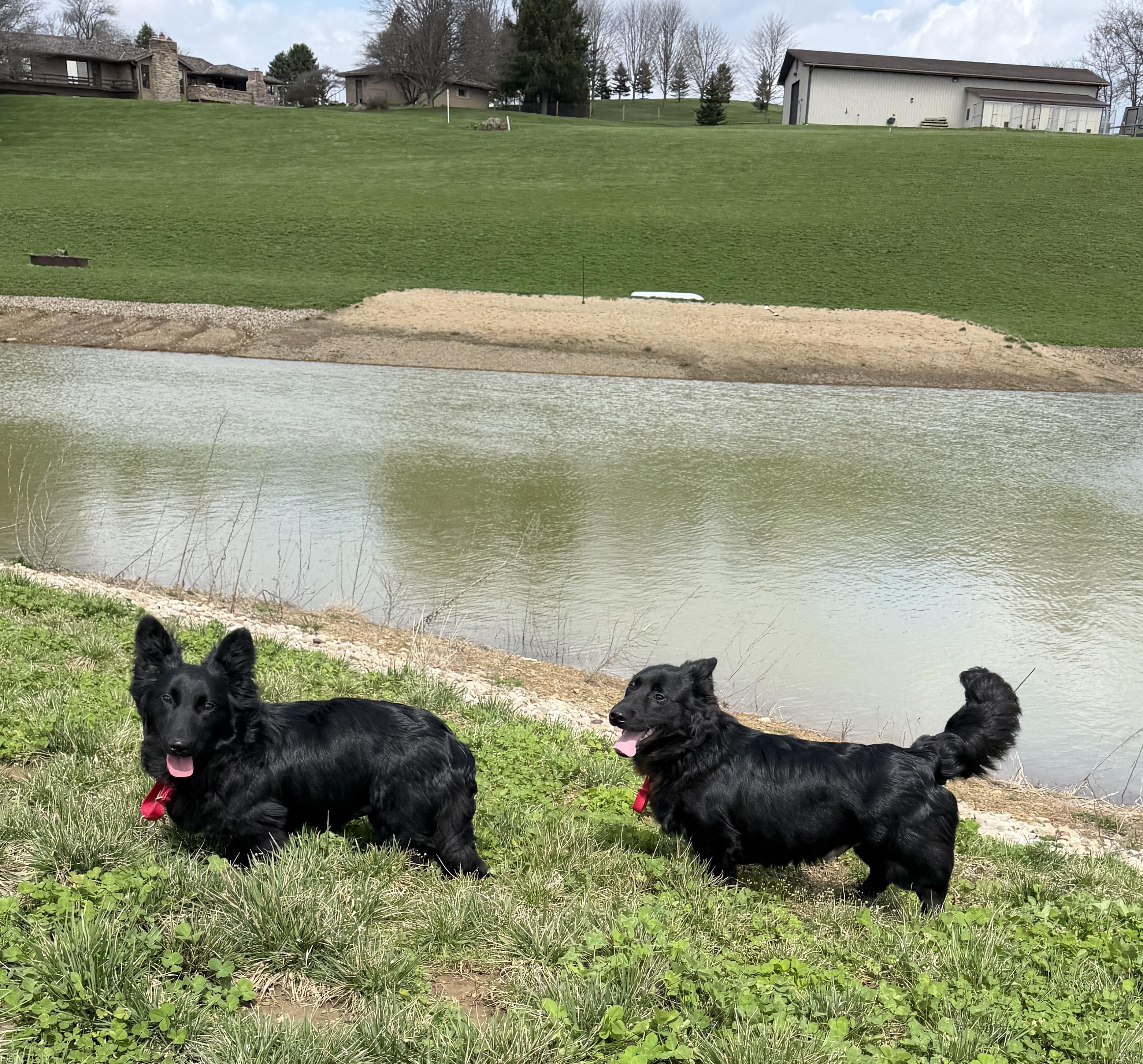 Eli and Henry, ADOPTABLE, Young Male Corgi & Pomeranian.