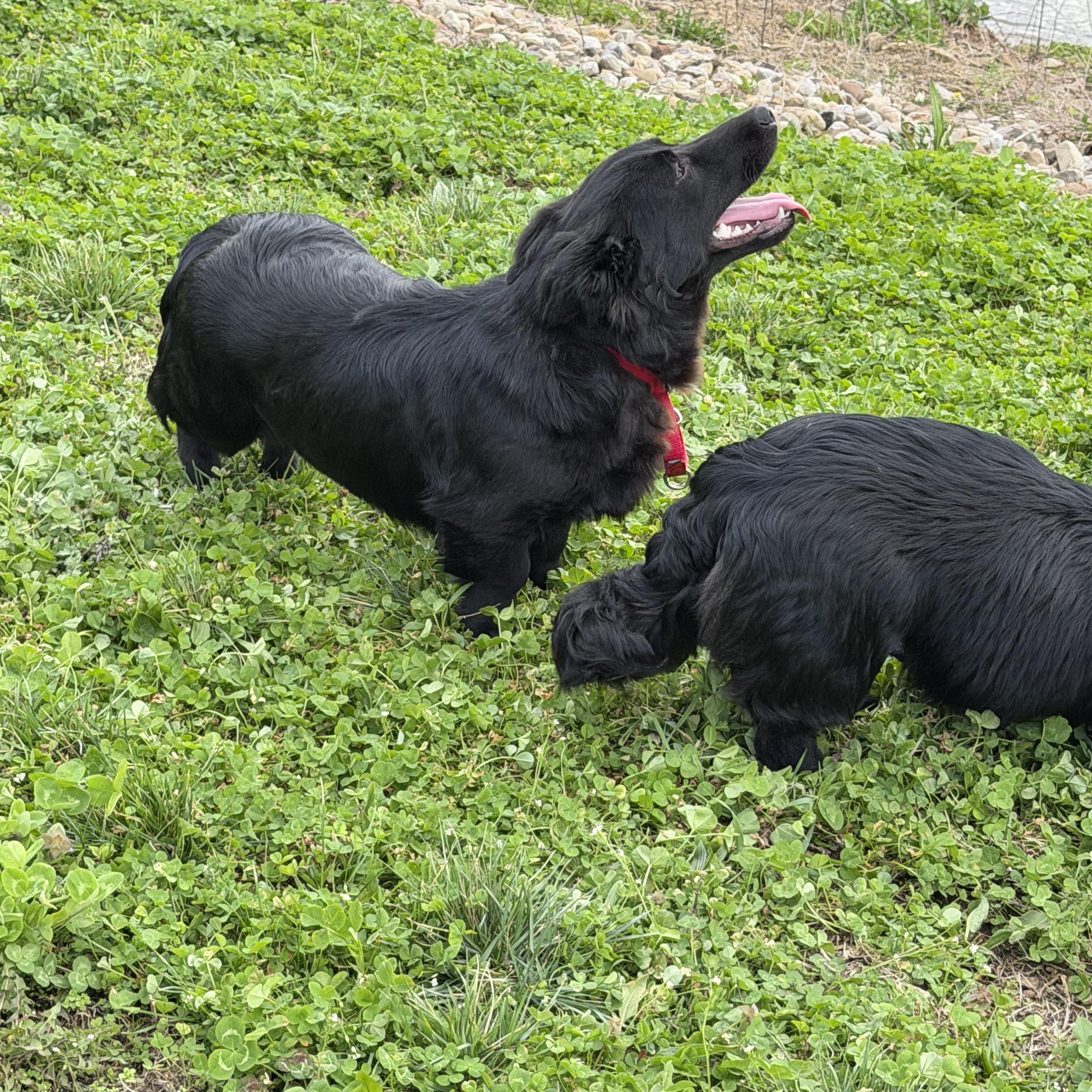 Enlarge Eli and Henry, a ADOPTABLE mixed breed in Alliance, OH image 2/4