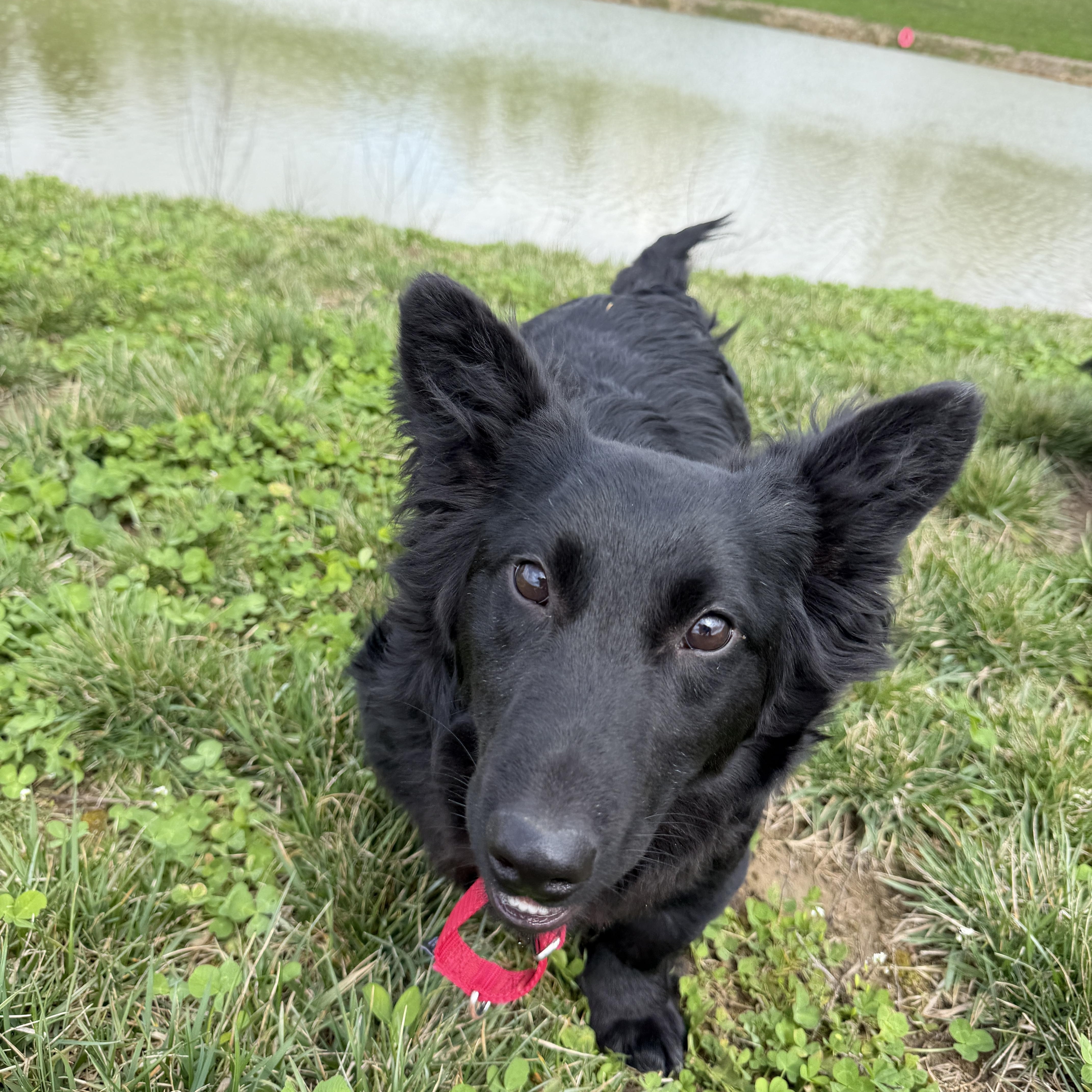Enlarge Eli and Henry, a ADOPTABLE mixed breed in Alliance, OH image 3/4
