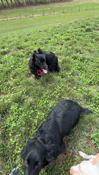 Enlarge Eli and Henry, a ADOPTABLE mixed breed in Alliance, OH video 4/4