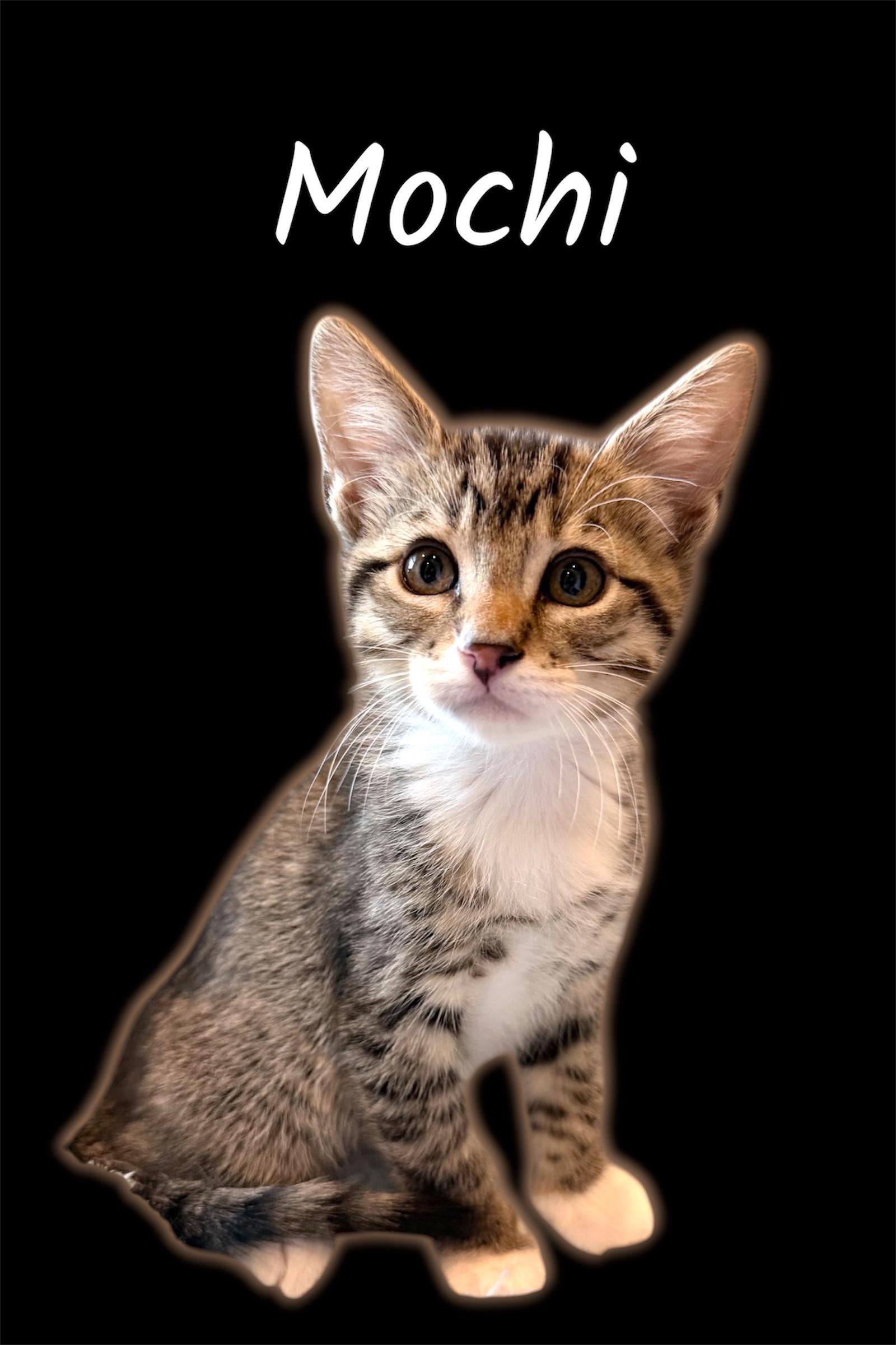 Enlarge Mochi, a ADOPTABLE Domestic Short Hair in Auburn, CA image 1/1