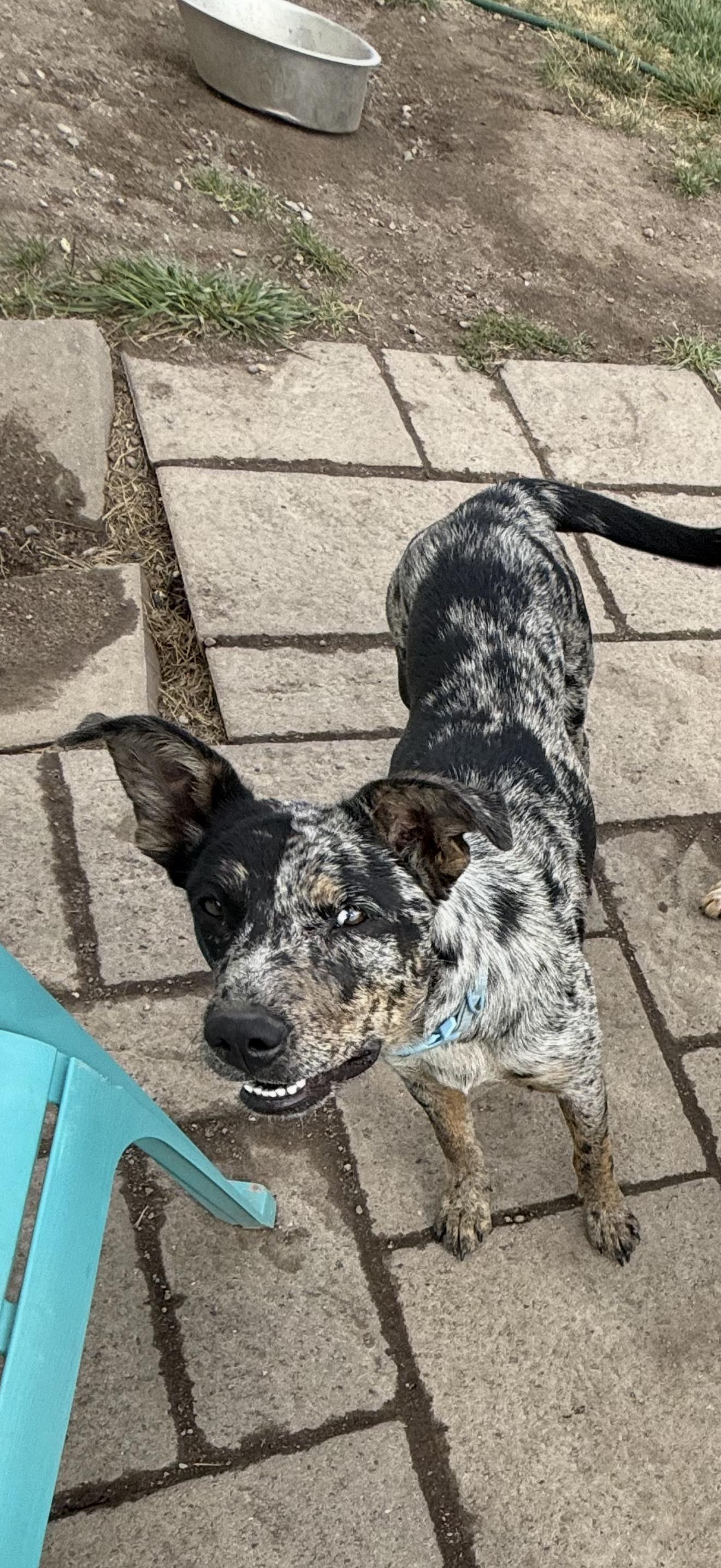 Enlarge Jessie, a Adoptable Australian Shepherd in Polson, MT image 2/3