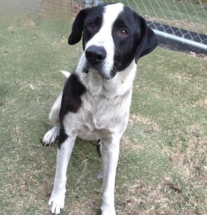 Enlarge Max, a ADOPTABLE mixed breed in Inverness, FL image 1/2