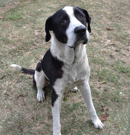 Enlarge Max, a ADOPTABLE mixed breed in Inverness, FL image 2/2