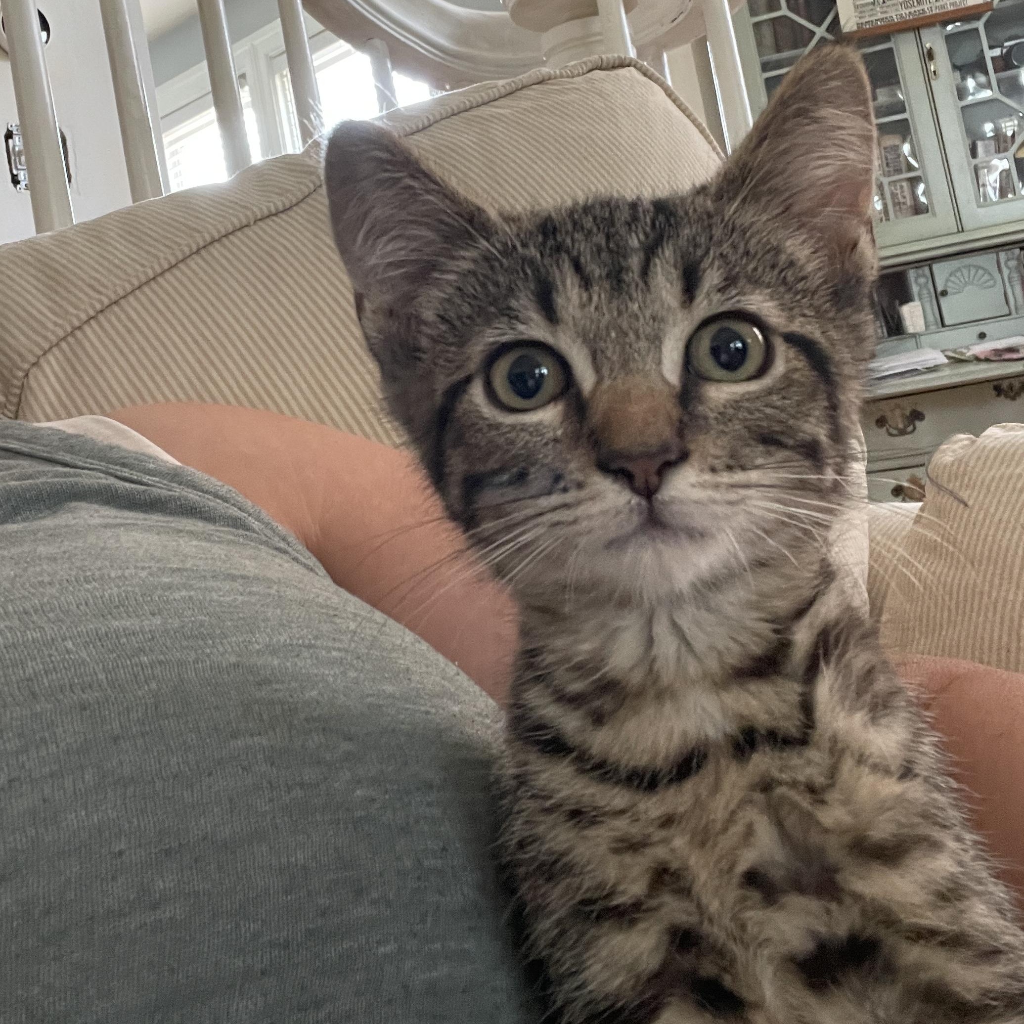 Poutine, a Adoptable Domestic Short Hair in Baltimore, MD image 4/4