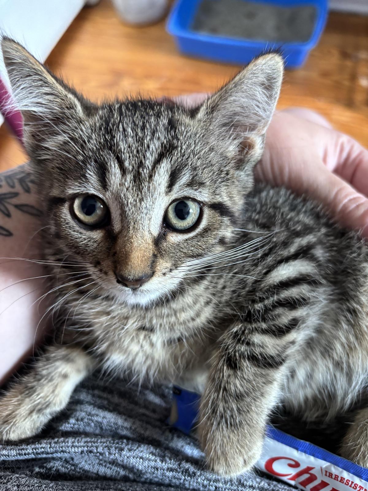 Poutine, a Adoptable Domestic Short Hair in Baltimore, MD image 3/4