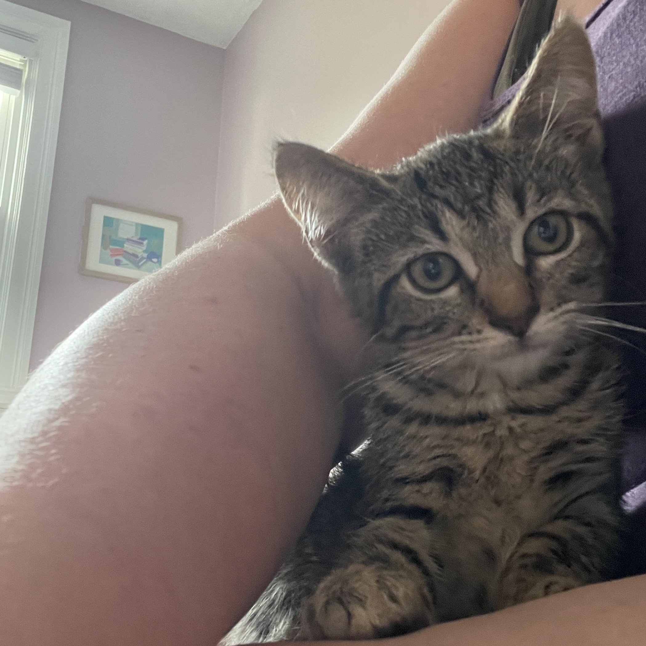 Poutine, a Adoptable Domestic Short Hair in Baltimore, MD image 2/4