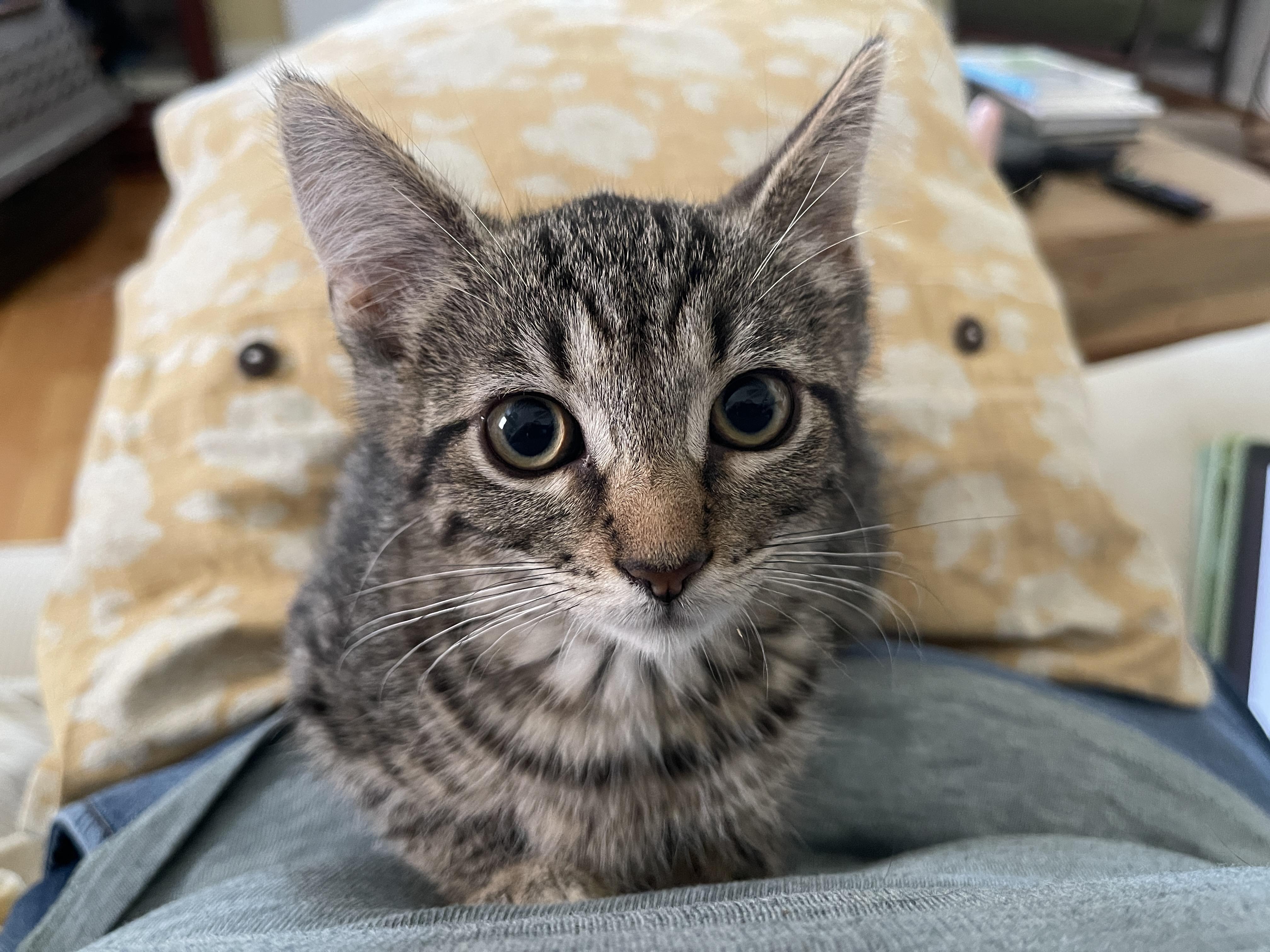 Poutine, Adoptable, Kitten Female Domestic Short Hair.