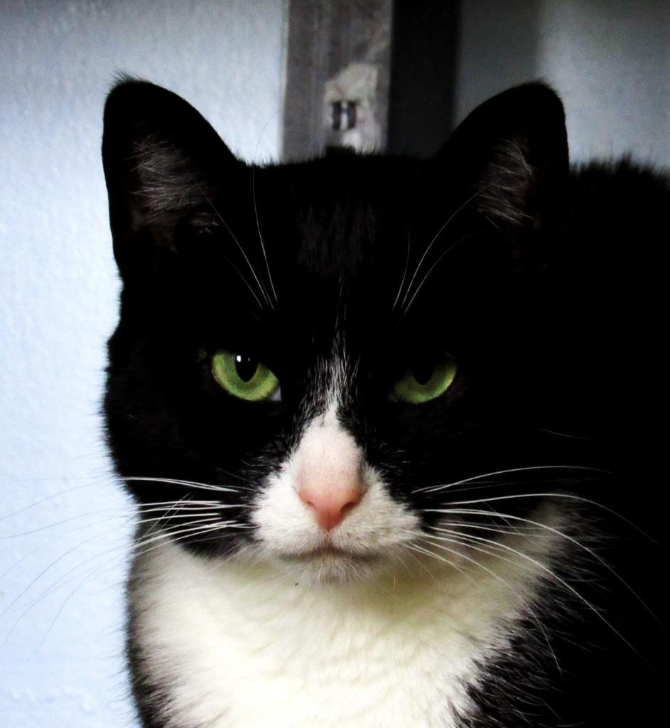 Enlarge Clarnella, a Adoptable mixed breed in Parkville, MD image 1/6