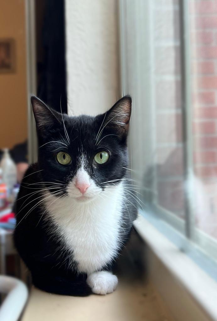 Clarnella, Adoptable, Adult Female Domestic Short Hair.