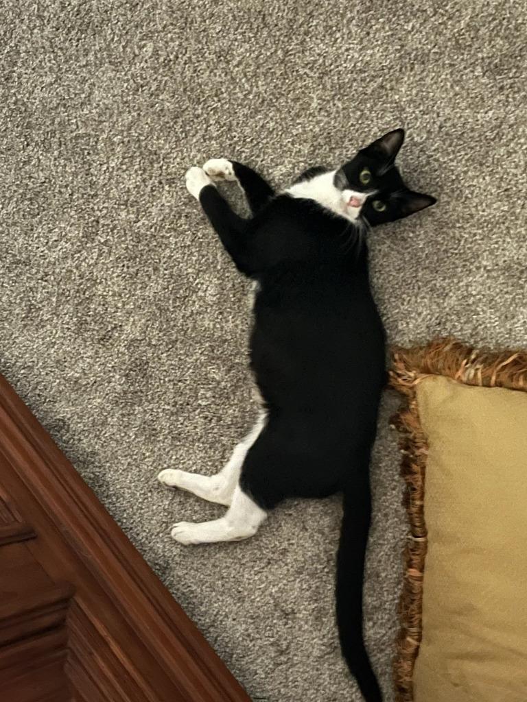 Enlarge Clarnella, a Adoptable mixed breed in Parkville, MD image 2/6