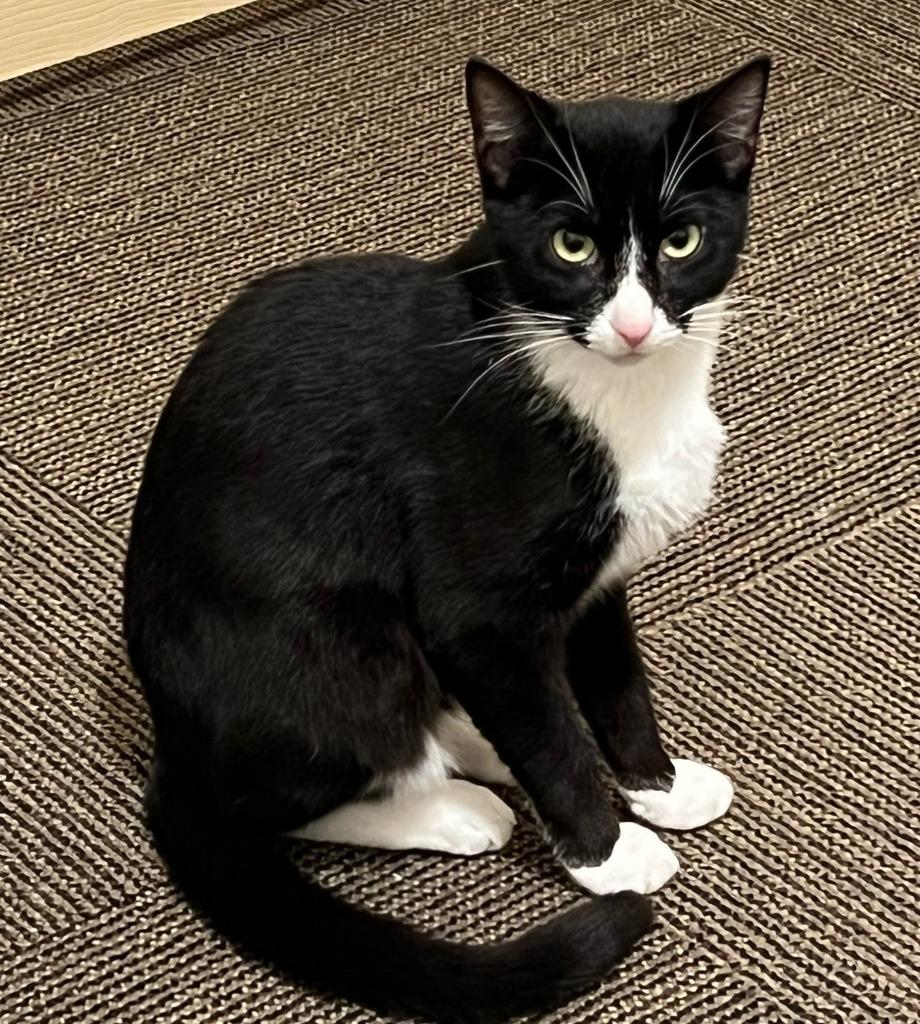 Enlarge Clarnella, a Adoptable mixed breed in Parkville, MD image 5/6