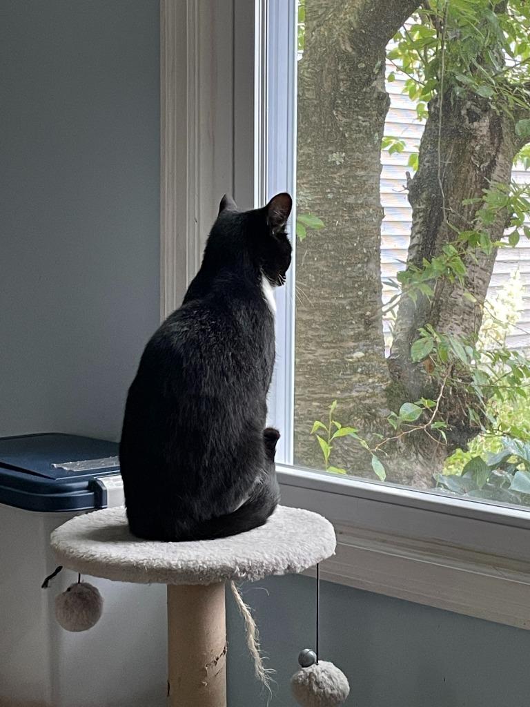 Enlarge Clarnella, a Adoptable mixed breed in Parkville, MD image 3/6