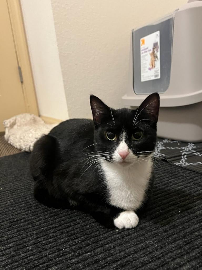 Enlarge Clarnella, a Adoptable mixed breed in Parkville, MD image 5/6