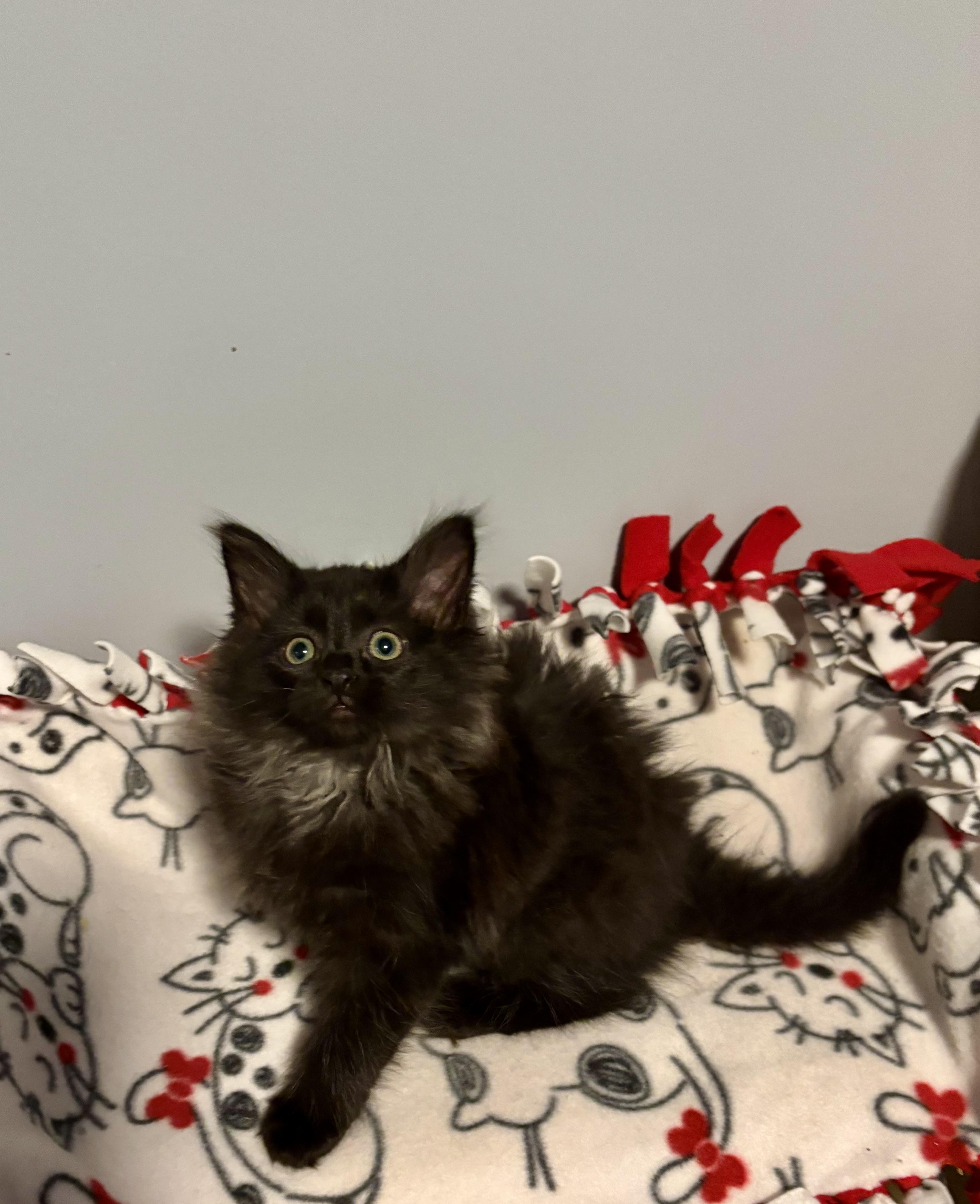 Enlarge Alysa Liu, a ADOPTABLE Domestic Long Hair in Franklin, OH image 3/4