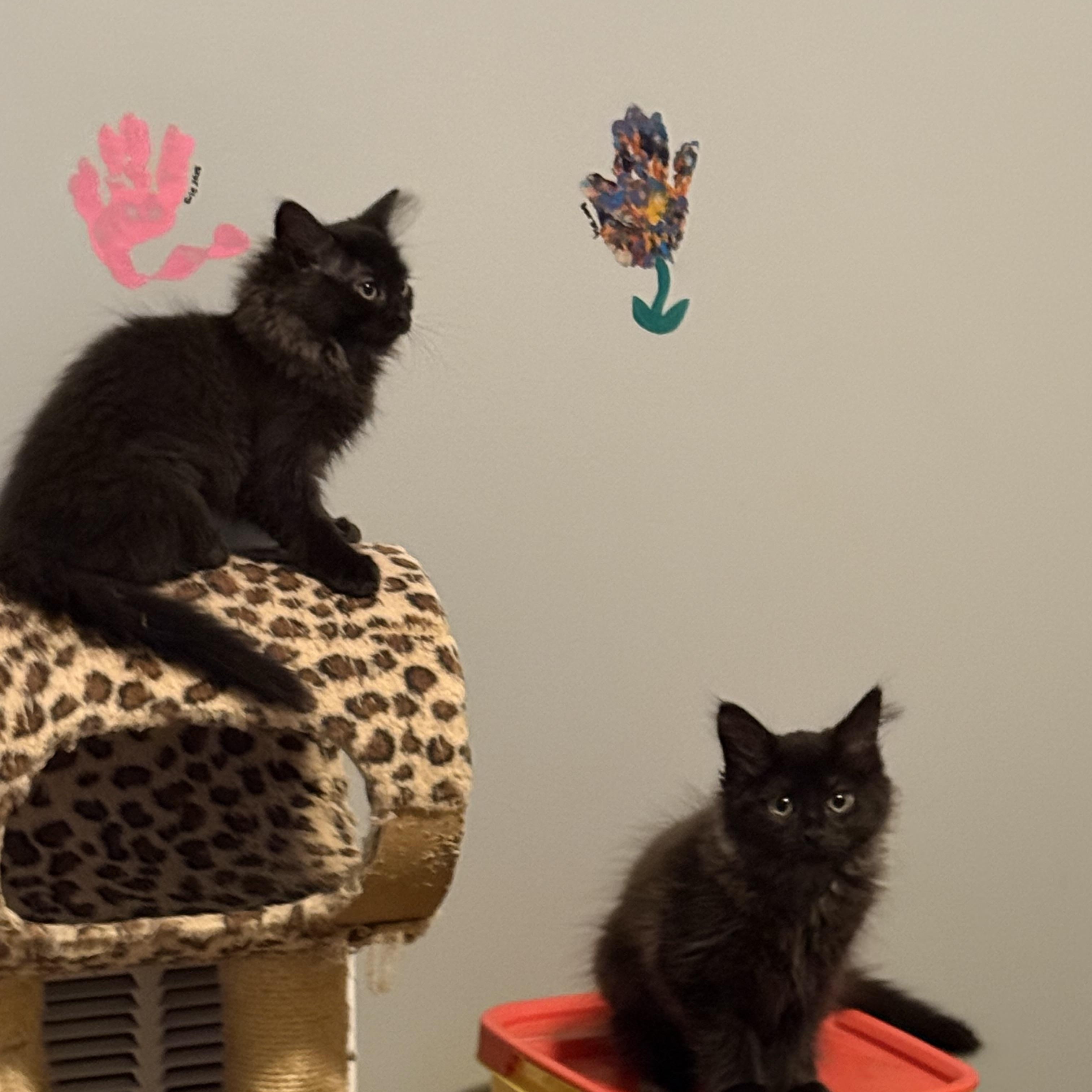 Enlarge Alysa Liu, a ADOPTABLE Domestic Long Hair in Franklin, OH image 4/4