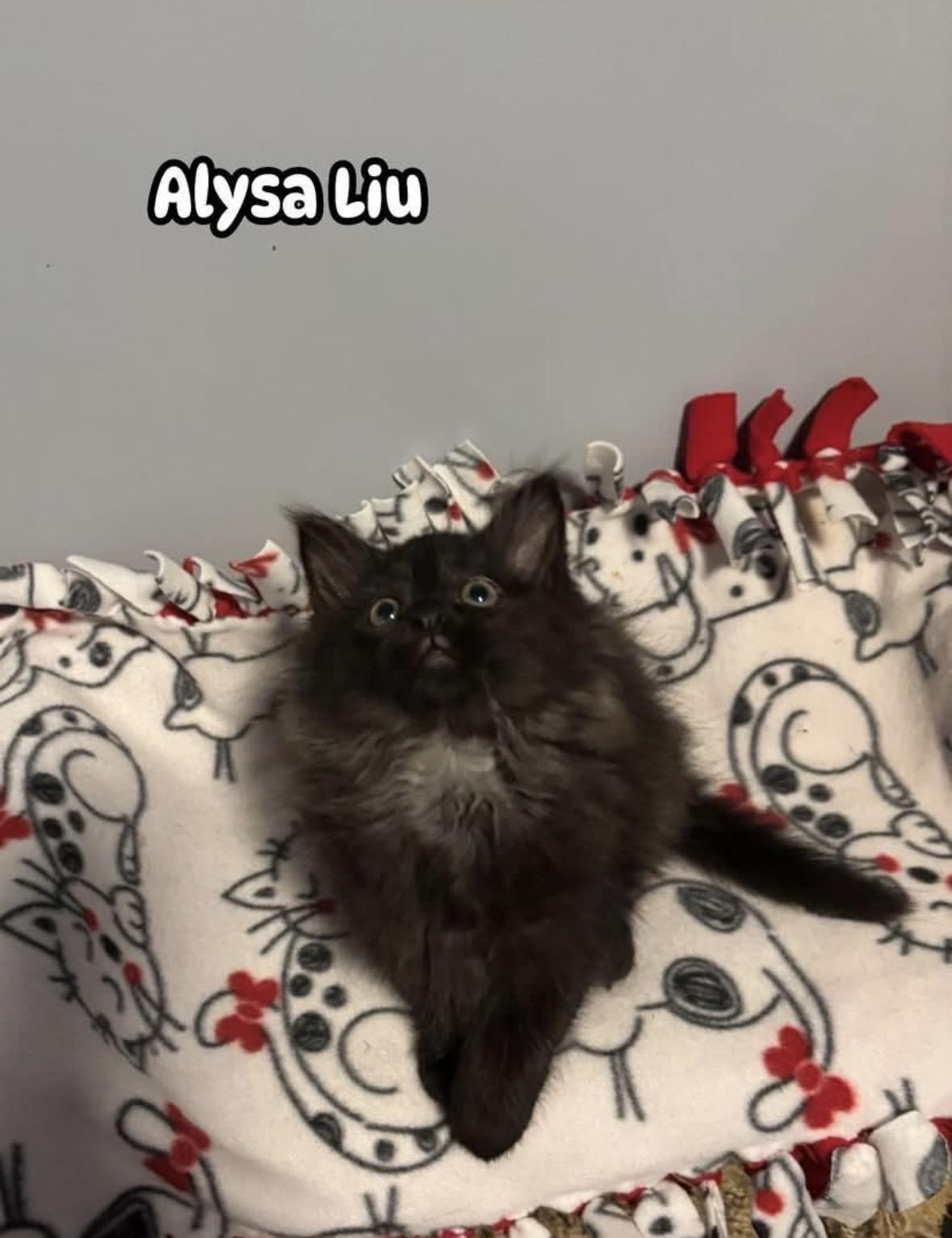 Alysa Liu, ADOPTABLE, Kitten Female Domestic Long Hair.
