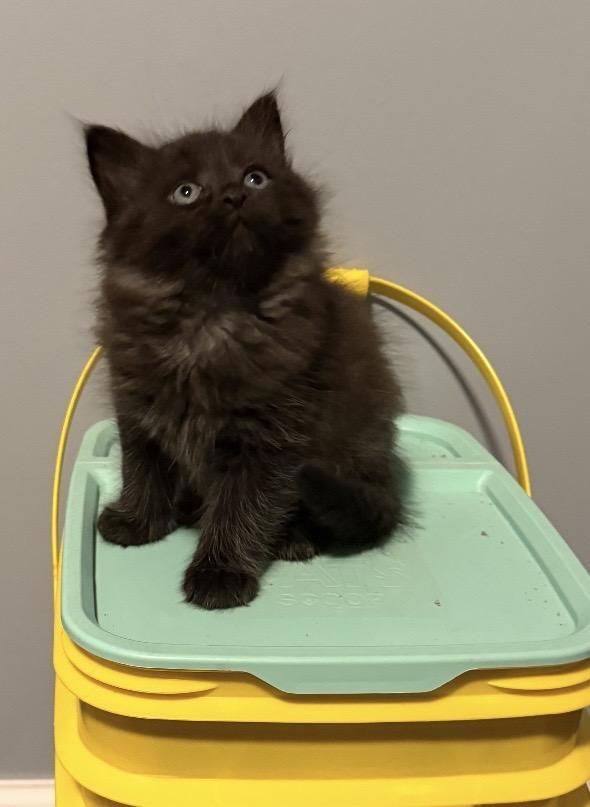 Enlarge Alysa Liu, a ADOPTABLE Domestic Long Hair in Franklin, OH image 2/4