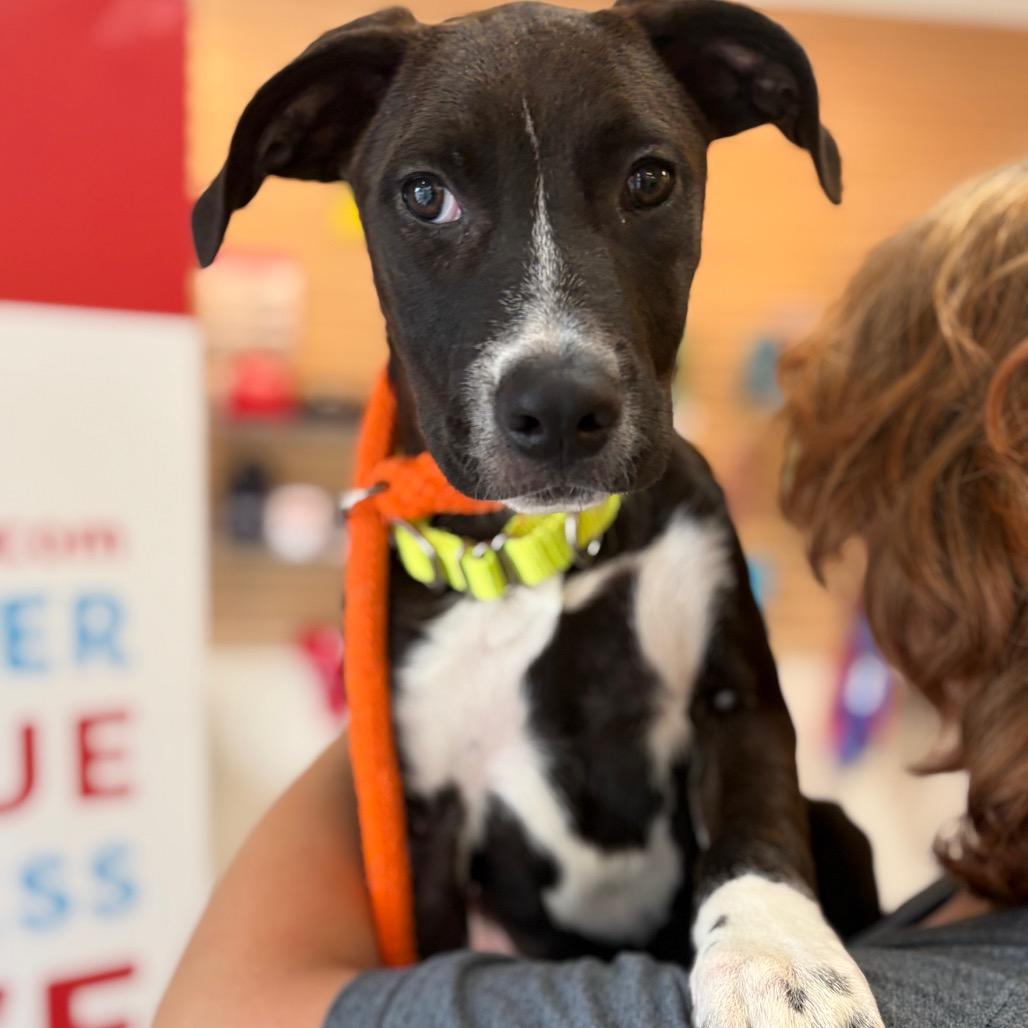 Rose, a Adoptable Mixed Breed in Morrisville, VT image 1/3