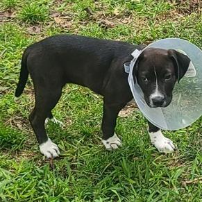 Rose, a Adoptable Mixed Breed in Morrisville, VT image 2/3