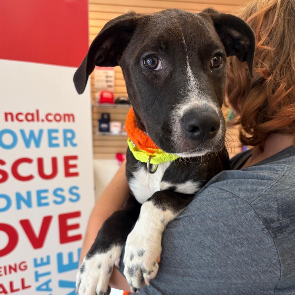 Rose, a Adoptable Mixed Breed in Morrisville, VT image 3/3