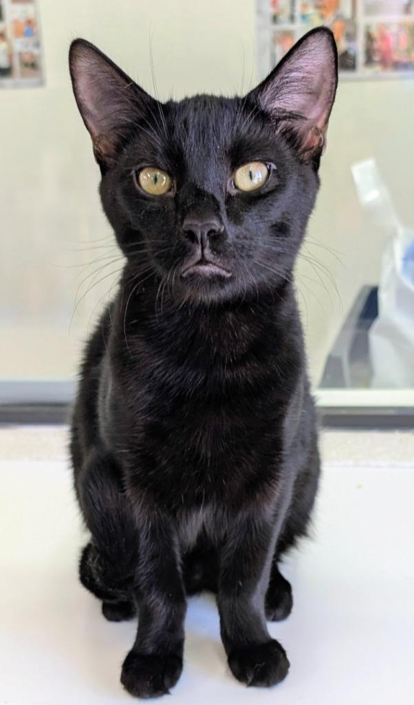 Rocky, Adoptable, Kitten Male Domestic Short Hair.