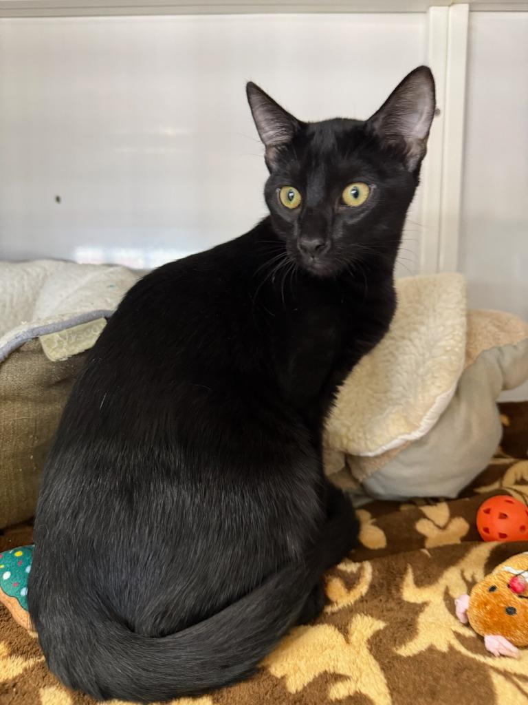 Enlarge Rocky, a Adoptable mixed breed in Peoria, AZ image 2/2