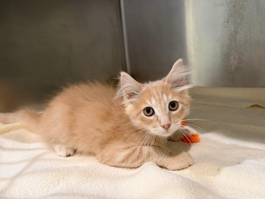 Rio, Adoptable, Kitten Male Domestic Long Hair.