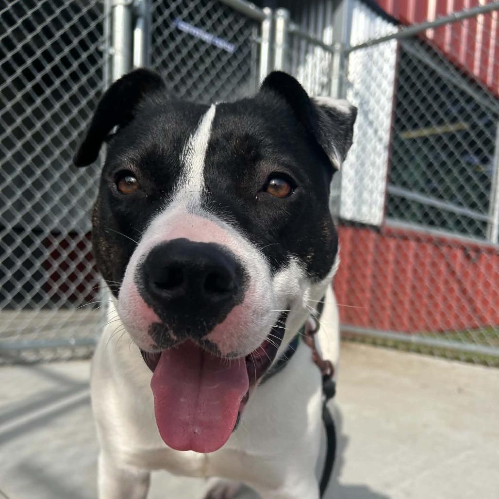 Enlarge Stevie, a Adoptable Mixed Breed in Saint Cloud, MN image 1/3