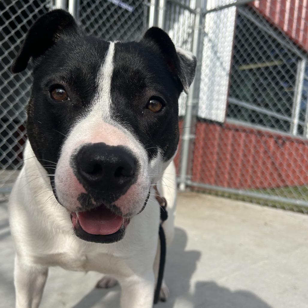 Enlarge Stevie, a Adoptable Mixed Breed in Saint Cloud, MN image 2/3